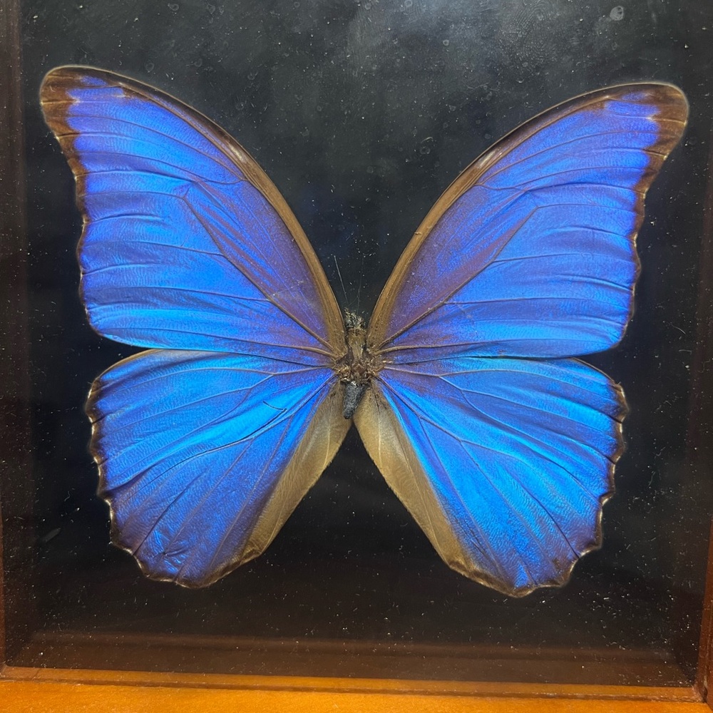 Morph butterfly vintage